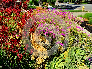 Multi-color flower bed in a front yard in full bloom