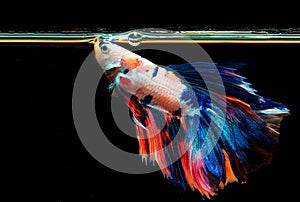 Multi color Half Moon Betta Fish