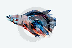 Multi color Half Moon Betta Fish