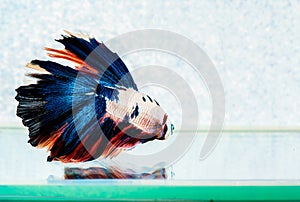 Multi color Half Moon Betta Fish