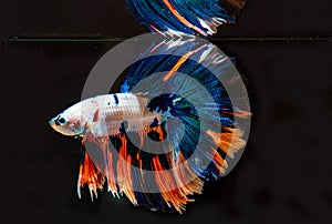 Multi color Half Moon Betta Fish