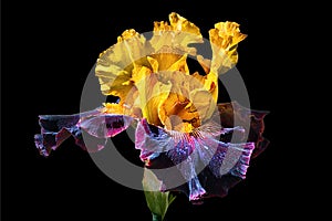 Multi Color Iris Flower at Woodward Park, Tulsa
