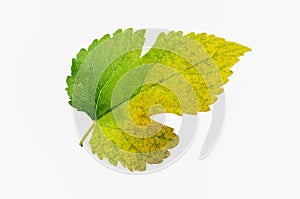 Multi color leaf isolated