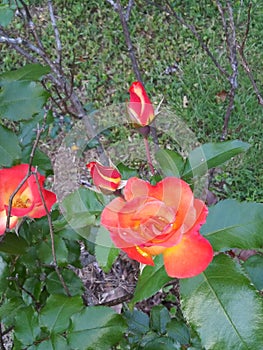 Multi-color rose bush