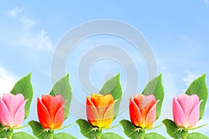 Multi color rose flower in sky background