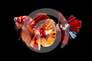 Multi color Siamese fighting fishhalf moon  Pla-kad,fighting fish,Betta splendens,on black background with clipping path