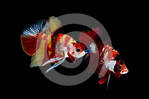 Multi color Siamese fighting fishhalf moon  Pla-kad,fighting fish,Betta splendens,on black background with clipping path