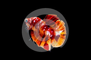Multi color Siamese fighting fishhalf moon  Pla-kad,fighting fish,Betta splendens,on black background with clipping path