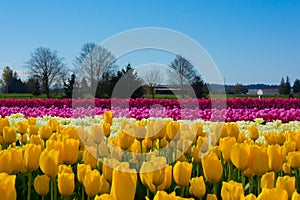 Tulip Farm bright colored rows of flowers photo