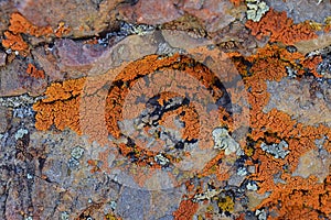 Multi color and types Crustose Lichen organism that arises from algae or cyanobacteria and from fungi on a boulder in the Oquirr