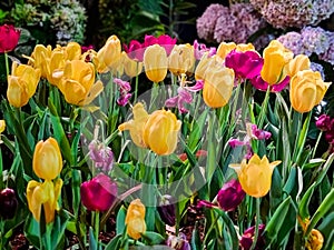 multi color yellow and red purple fresh Tulip flower with green leaves in botanic Garden. growing plant life in natural