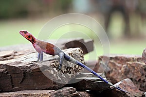 Multi-colored Agama lizard in Serengiti