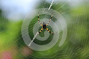 Multi-colored Argiope Spider in Nature