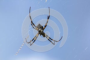 Multi-colored Argiope Spider in Nature