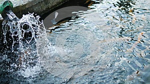 Multi-colored, artificially bred trout, white, blue in a pond on a trout farm.