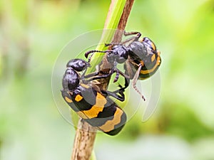 Multi-colored asian bean leaf beetle