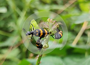 Multi-colored asian bean leaf beetle