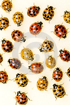 Multi-colored Asian Lady Beetles