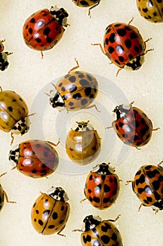 Multi-colored Asian Lady Beetles