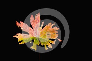 multi-colored autumn leaf