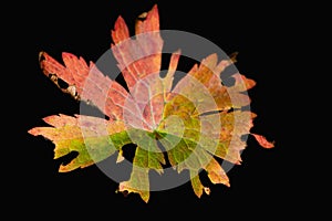 multi-colored autumn leaf photo