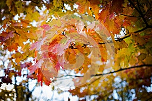 Multi-colored autumn maple leaves