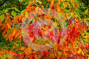 Multi colored autumn sassafras tree leaves in October