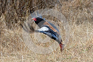 Multi-colored Bateleur eagle [terathopius ecaudatus] flying in Kruger National Park South Africa