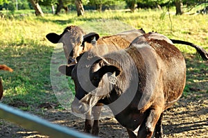 Multi colored beef cattle in green countryside pasture by fence gate