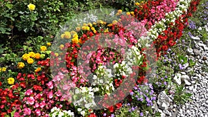 Multi-colored begonias on a street flower bed. Red, pink and white begonia. Flower arrangement in the garden. Garden