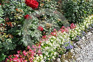 Multi-colored begonias on a street flower bed. Red, pink and white begonia. Flower arrangement in the garden. Garden