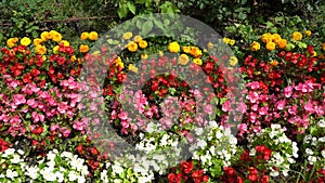 Multi-colored begonias on a street flower bed. Red, pink and white begonia. Flower arrangement in the garden. Garden