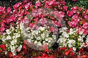 Multi-colored begonias on a street flower bed. Red, pink and white begonia. Flower arrangement in the garden. Garden