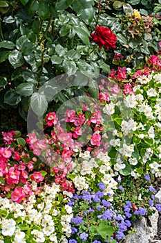 Multi-colored begonias on a street flower bed. Red, pink and white begonia. Flower arrangement in the garden. Garden