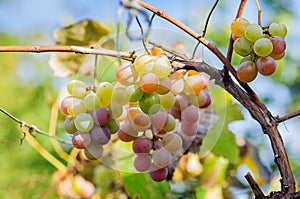 The multi-colored berries of the Vitis Lidia grape shine through in the sunlight photo