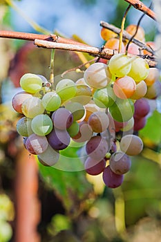 The multi-colored berries of the Vitis Lidia grape shine through in the sunlight, vertical photo