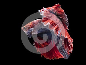 Multi colored Betta splendens, commonly known as Siamese fighting fish, boast a mesmerizing blend of vibrant colors