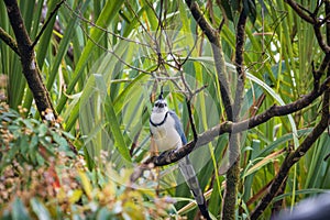 Multi colored bird in Arenal Volcano National Park (Costa Rica)