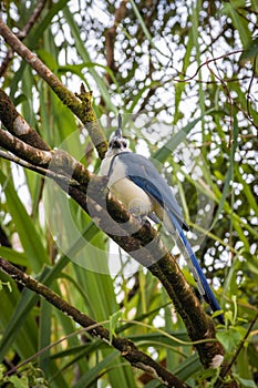 Multi colored bird in Arenal Volcano National Park (Costa Rica)