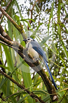 Multi colored bird in Arenal Volcano National Park (Costa Rica)