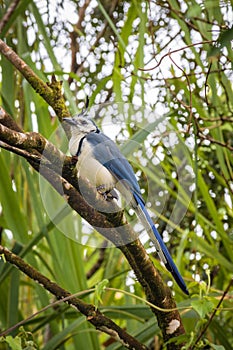 Multi colored bird in Arenal Volcano National Park (Costa Rica)