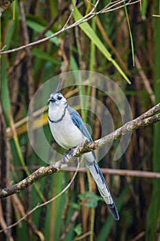 Multi colored bird in Arenal Volcano National Park (Costa Rica)