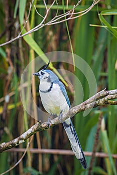 Multi colored bird in Arenal Volcano National Park (Costa Rica)