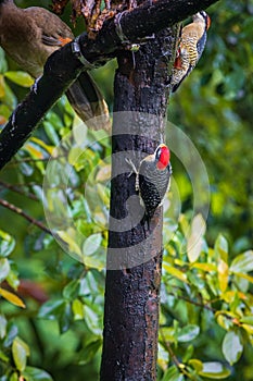 Multi colored bird in Arenal Volcano National Park (Costa Rica)