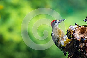 Multi colored bird in Arenal Volcano National Park (Costa Rica)