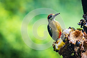 Multi colored bird in Arenal Volcano National Park (Costa Rica)