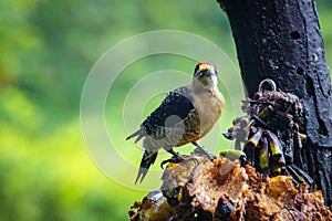 Multi colored bird in Arenal Volcano National Park (Costa Rica)