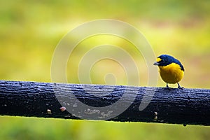 Multi colored bird in Arenal Volcano National Park (Costa Rica)