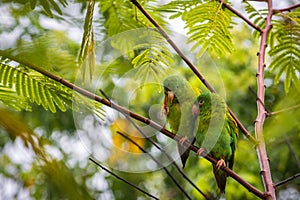 Multi colored bird in Arenal Volcano National Park (Costa Rica)