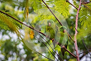 Multi colored bird in Arenal Volcano National Park (Costa Rica)